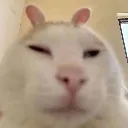ratcat ratcat