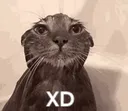 XD