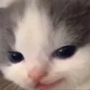 Cat Smug cat_smug Discord Emoji