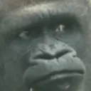 monke_bruh