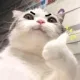 cat_thumbsUp cat_thumbsUp