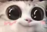 cat_actcute