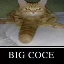 Cat Meme catmeme Discord Emoji