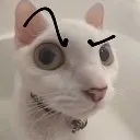 cat_suspicious