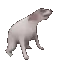 Cachorro