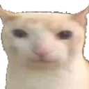 bruhcat
