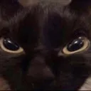 angercat
