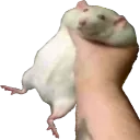 FatRatGrab