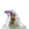 p_chicken p_chicken
