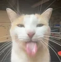 BLEHHH BLEHHH