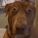 dudewtf