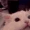 CatScream