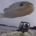 Goodyear_Fish
