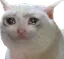 Sad2Cat