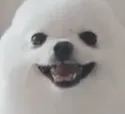 happyeggdog