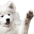 waveyboy