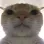 CatStare