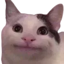 catAwkwardSmile