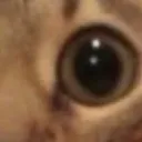 bro2