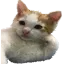 CoolStoryCat