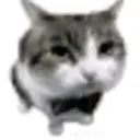 bowtiecat