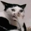 Sadcat1 sadcat1 Discord Emoji