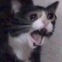 Sadcat2 sadcat2 Discord Emoji