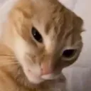 Sussy Cat sussycat Discord Emoji