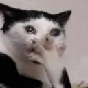 cattosob
