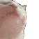 CatHeadBop