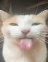 blehhh