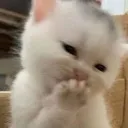 Cathehe cathehe Discord Emoji