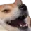 FuzzyKek