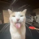 sillycat sillycat
