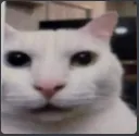 Whatcat