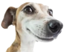 dogwhenametchu