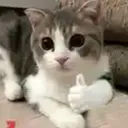 figurinhasdegatinhosfotos