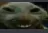 xdd
