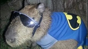 capybatman
