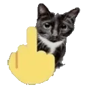 fucat