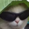 CabbageCat