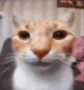 cat Discord Emoji