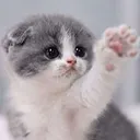 cat_hi