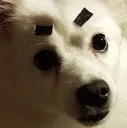 angydog