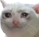 Cat Tears Discord Emoji