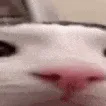 plink2