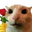 catflowers catflowers