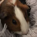 guineapig