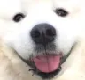 woowy