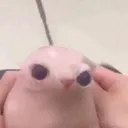 dpelos